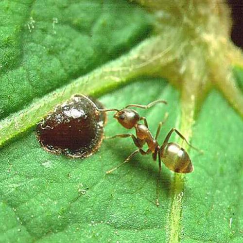 Fatos impressionantes que você não sabe sobre formigas