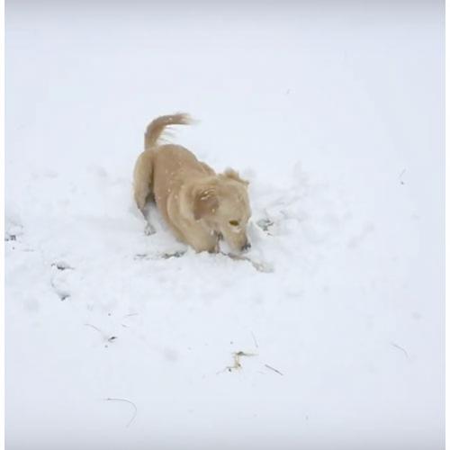 Esse cachorrinho viu neve pela primeira vez e adorou