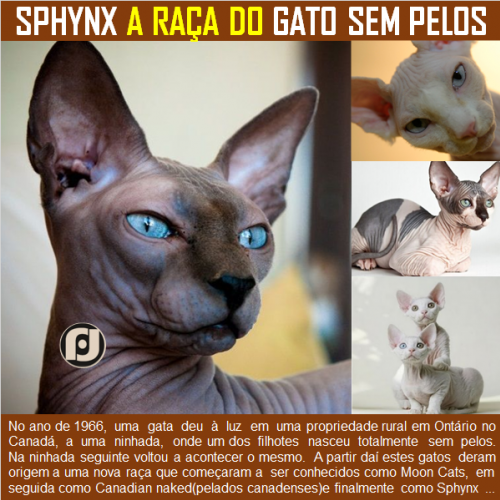 Sphynx - Tudo sobre a raça do gato sem pelos