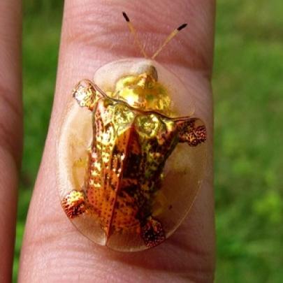 Besouros de ouro encantam moradores 