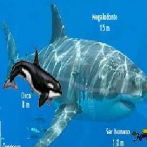 Veja Como Era o Tubarão-Branco na Pre-História