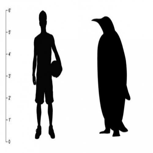 O pinguim de dois metros que viveu na Antártida