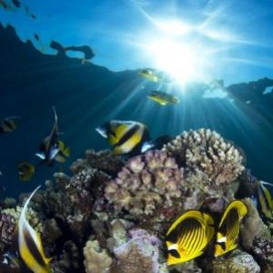 13 Fantásticas fotos submarinas