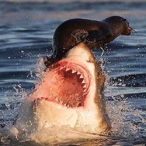 Ataque de tubarão em slow motion
