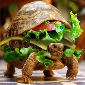 Tartaruga disfarçada de hambúrguer