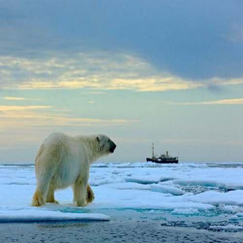 Ursos-polares: em busca do gelo