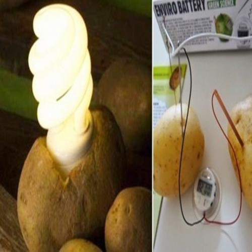 Use uma batata para iluminar um ambiente por 40 dias