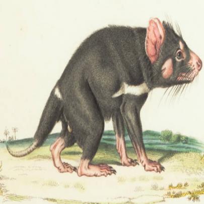 Atlas de zoologia traz animais desenhados há 170 anos