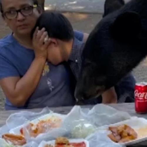 Urso invade piquenique de família mexicana