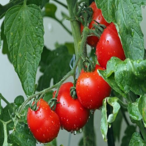 Como ter sempre tomates frescos em casa