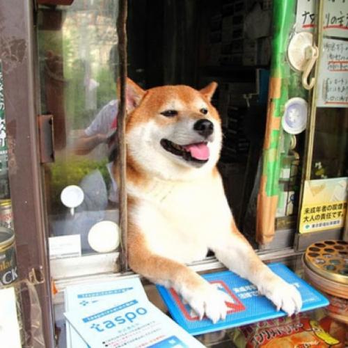 Conheça o Shiba Inu que atende clientes em uma tabacaria no Japão 