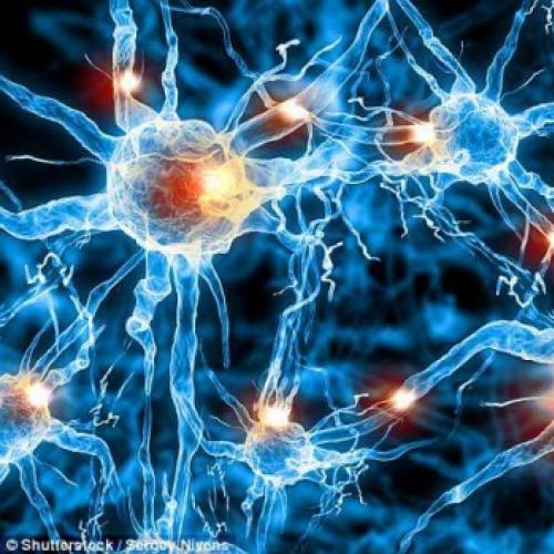 O tamanho dos neurônios pode estar relacionado com o QI.