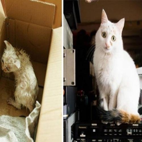 Gatos antes e depois de serem adotados