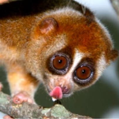 Slow Ioris: Conheça o único primata produtor de veneno do mundo