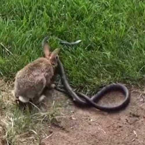 Luta incrível entre um coelho e uma cobra, quem vencerá?