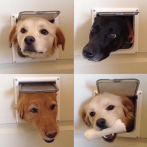 O tem de interessante na reunião, que os Cães ficam loucos pra espiar?
