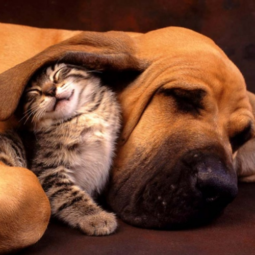 Momentos de ternura e amizade entre cães e gatos (19 fotos)