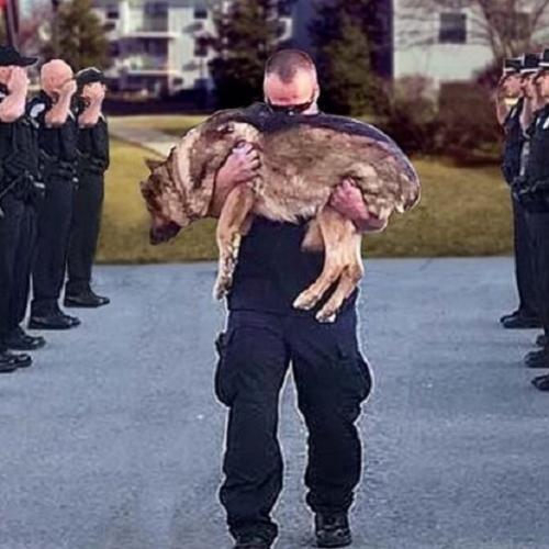 A homnagem após a morte dos cães policiais nos Estados Unidos
