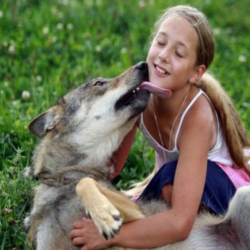 Família transforma lobos em animais de estimação