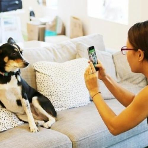 BarkCam, uma rede social para cães