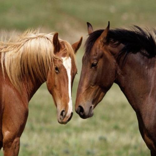 Estudo revela que cavalos podem reconhecer emoções humanas