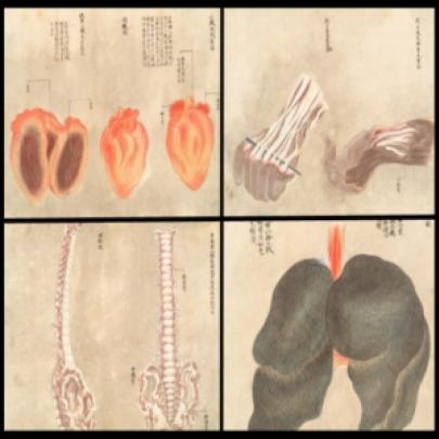 Miyazaki Aya - o diagrama de anatomia de 1754