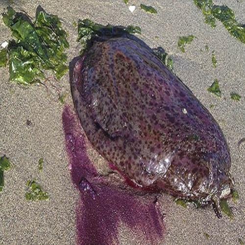  Estranho animal marinho assusta banhistas na beira do mar 