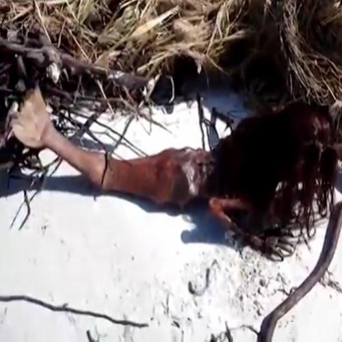 Sereia achada morta em praia após furacão