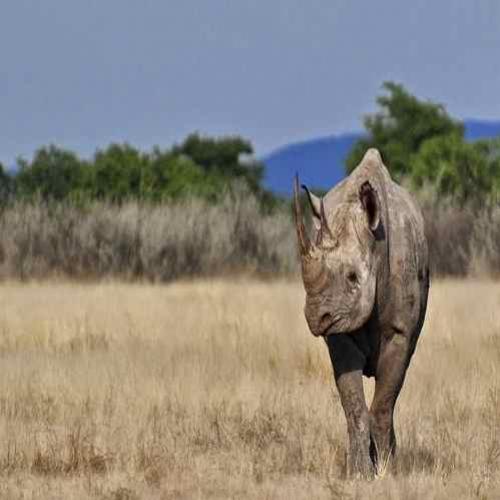 Extinção: Rinocerontes podem desaparecer do planeta em 2020