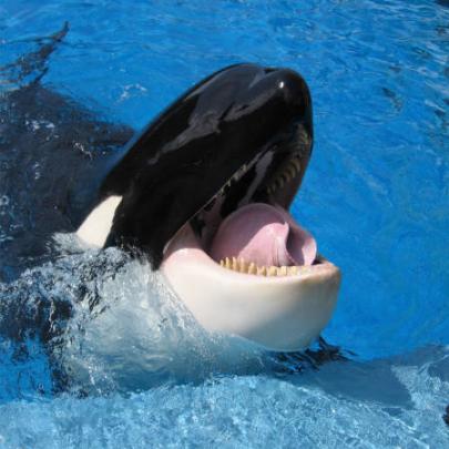 O incrível documentário sobre orcas que o Sea World não quer que veja 