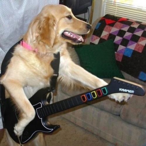 O Rock do Cão