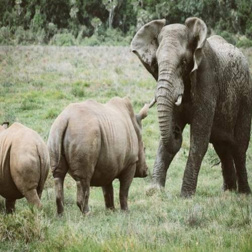 A intensa batalha entre um elefante furioso e uma mamãe rinoceronte