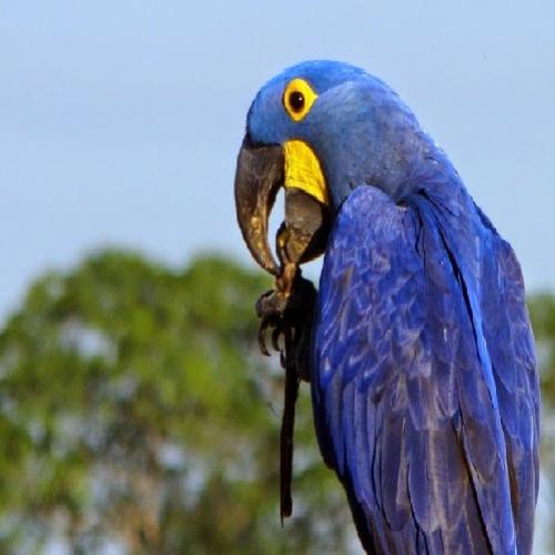 Arara Azul: da beira da extinção aos céus do Pantanal