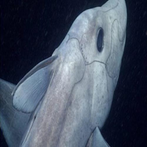 Tubarão fantasma é filmado pela primeira vez; veja vídeo