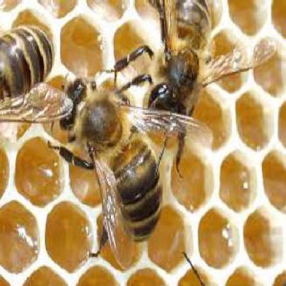 Redução das colônias de abelhas representa ameaça aos seres vivos