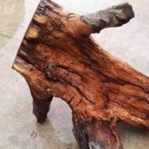 O tronco que parece estar dançando break