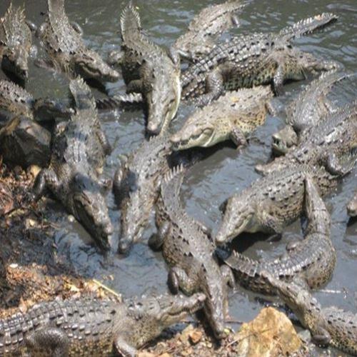 A assustadora ilha dos crocodilos