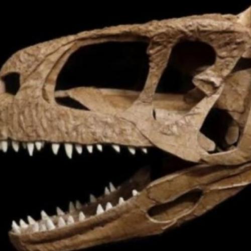 Pesquisadores encontraram um crânio de um dinossauro carnívoro na Pata