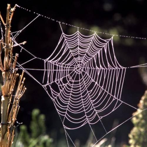 A beleza simétrica das teias de aranha