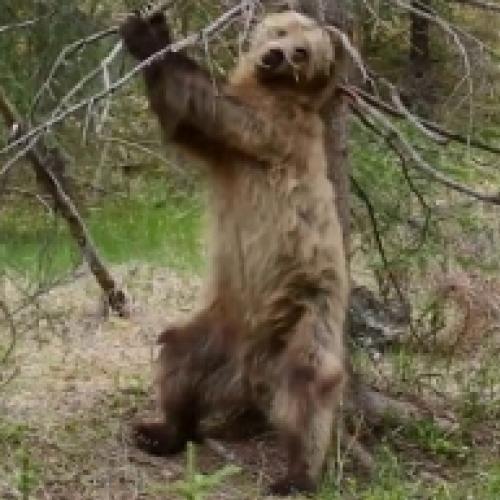 Ursos dançam ao som de Jungle Boogie
