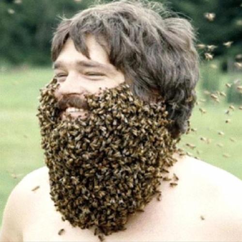 Biólogo ensina como lidar com abelhas sem perigo algum!