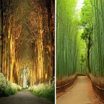 20 túneis incríveis feitos de árvores que existem pelo mundo afora