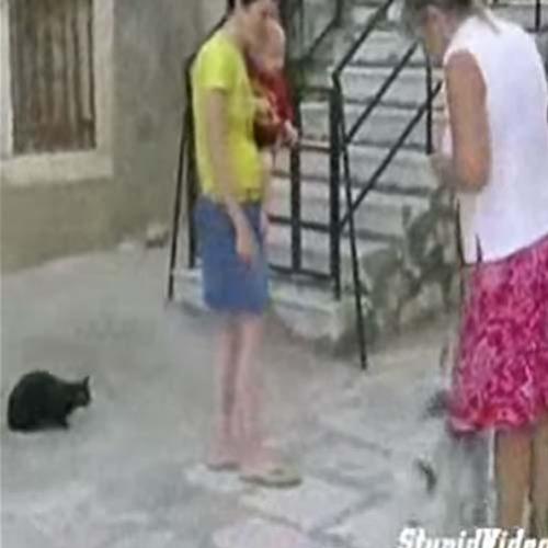 Gato ciumento ataca a Dona, criança e cachorro