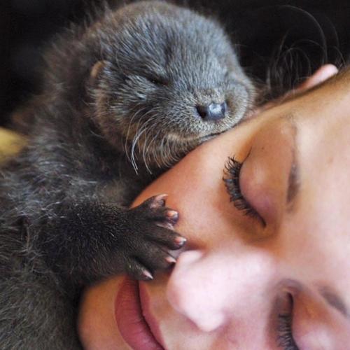 31 fotos de animais dormindo lindamente em cima de outros