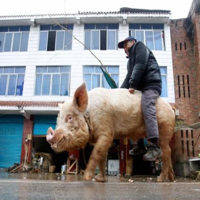 Homem surpreende e usa porco como meio de transporte na China