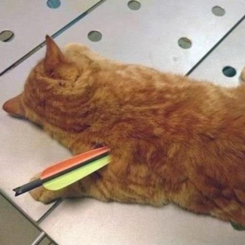 Gato milagrosamente sobrevive ao ter o corpo perfurado por uma flecha 