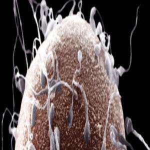 Como se formam os espermatozoides ?