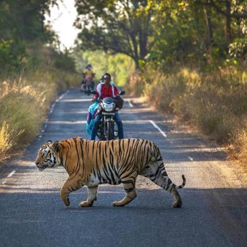 Por que ha tantos ataques de tigres na Índia