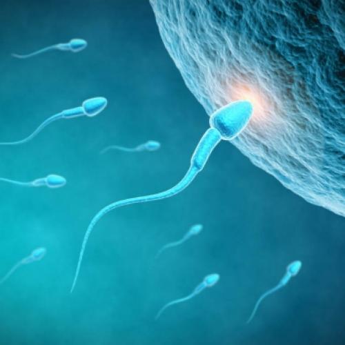 5 Fatos que você ainda não sabia sobre o espermatozoide