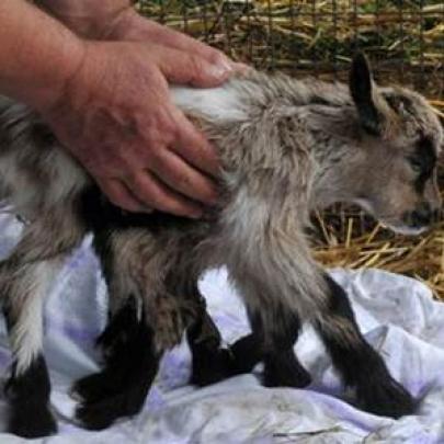 Cabra nasce com oito pernas na Croácia
